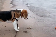 水に濡れたくないけど、ボールは取りたいビーグルの葛藤する姿にほっこりします