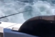 クーラーボックスに頭を突っ込んで魚をむさぼる野生のアザラシが海外で話題にｗｗ　海外の反応