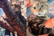 【海外】「いつもの場所で見つけた木の上の猫が、運命を変えた！運動中の信じられない出会い」