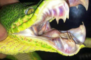 外国人「自然が恐ろしくなる生物の画像を集めてみたｗｗｗｗ」