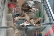外国人「猛暑を凌ぐペットの写真がキュートすぎるので見せてくｗｗｗ」