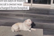 トルコの忠犬ハチ公？入院する飼い主さんを病院の外で待ち続ける犬！