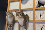 外国人「猫による犯行現場のユーモラスな写真を集めてみたｗｗｗ」