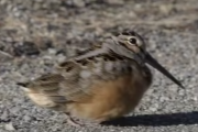 ファンキーな歩き方をする鳥がかわいい。