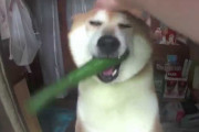 柴犬の店員さんが可愛すぎる！！！外国人「この子が店員なら全財産使ってもいいわ」