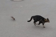 ネズミを追いかけ回そうと思ったら逆に追い回された猫