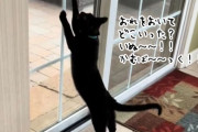 おいらを置いていくだと？犬が散歩に出かけるだけでドラマチックな反応を見せる猫