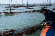 【悲報】韓国産「キム（海苔）」が、日本式名称の「海苔」として海外輸出されている事が判明‥日本式名称が「韓国料理世界化」に反する可能性　韓国の反応