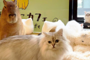 外国人「日本にはカピバラと猫を一緒に堪能できるカフェがあるのかｗｗｗ」