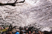韓国人「日本の桜観光1位は韓国人…2ヶ月間で3兆ウォン稼ぐ日本の桜経済」