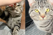 【海外】「猫と運命の出会い！自動車で届け物に来た女性が、シェルターの猫に引き寄せられた理由」