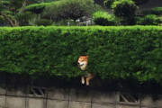 「この柴犬は茂みにハマってた」身動きが取れない動物が面白いと海外で話題ｗｗｗ