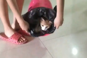 ライフハック？猫を使って簡単にゴミ箱の袋をセットする方法