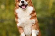 【有能】スキルが高いワンちゃんを集めてみたｗｗｗｗｗｗｗｗｗｗ