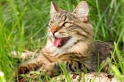 【海外】猫がハァハァ！？その理由と心配すべきポイントとは？
