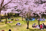 海外「コロナウイルスの影響で日本のお花見シーズンはヤバそう？？」→政府がちゃんと対策を講じるべきでは？
