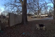【海外】「行方不明の3歳児を救った“ヒーロー犬”の衝撃的な行動とは？警察のボディカメラ映像が明かす真実」