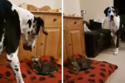 「それ、僕のベッドなんだけど…」2キロの猫ちゃんに遠慮する65キロのワンちゃん