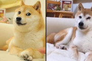 海外「年は取っても元気だね！」世界中で人気となったDOGEこと日本の柴犬かぼすちゃんの近況を知った海外の反応