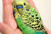 小石をかわいい動物に変える日本人アーティスト、素晴らしすぎると海外も絶賛