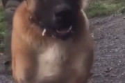 飼い主を散歩に連れ出すワンコが海外で話題に・・・このサイズは怖すぎるわ　海外の反応