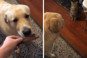 「まずはコイツにあげてください！」自分よりも保護されて家にやってきた猫に食べ物を優先させる先住犬の優しさが凄い