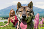海外視聴者「柴犬みたい！」「気に入りそう！」まるで狼？日本の犬種「四国犬」をイギリスの動物チャンネルが紹介