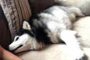 寝る位置や姿勢が落ち着かずソワソワ、モゾモゾするマラミュート犬