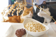 猫と作るお米のポップコーン。可愛さで見る？美味しさで見る？どっちもよ！