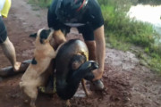 アナコンダに水の中へと引きずり込まれた犬を、偶然発見した男性達が救出！