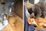 【海外】猫が犬をマッサージする理由に驚愕！心温まる感動ストーリーとは？