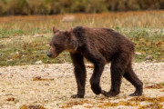 韓国人「最近の日本のクマの賢い狩猟戦略を見てみよう」