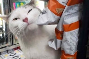 外国人「もう猫に乗っ取られてる店を世界から集めてみた(笑)」