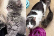 【海外】「子猫たちが住人猫を追いかける理由とは？3匹の願いが叶った日」