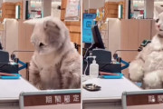 外国人「日本には猫の着ぐるみで接客する店員がいるらしいぞ！」