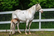 【海外】「珍しい野生の赤ちゃん馬が、失った子馬を追悼する国内ポニーに温かく迎えられる」