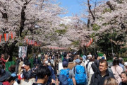 【海外の反応】日本の60％は同僚との花見を仕事と呼んでいる　海外の反応「健全なワークライフバランスを侵食する可能性がある、社交は自分で選んだ人とするもの」