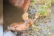 【海外】「建設作業員、バレルの中で溺れかけた子猫を発見！小さな命の叫びに心を打たれる」