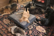 外国人「横暴な猫にベッドを奪われる犬の写真を集めてみたよ！」