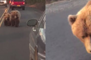 我が物顔でアメリカの道路をノシノシ歩く熊の親子