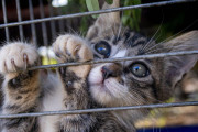 海外『これ本当に日本の習慣なの？』保護猫の“肉球サイン”動画に世界が困惑
