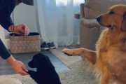 「こう、こうやるんだ…」お手の練習をしている子犬に見本を示すかのようにエアーお手をするゴールデンレトリバー