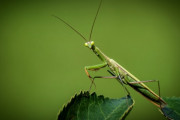 【デカすぎて草】なぁ、、あれって巨大化したカマキリだよな・・・