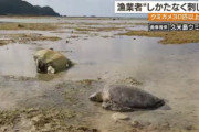 【韓国の反応】日本で絶滅危惧種ウミガメ数十頭がナイフで刺された状態で発見…韓国の反応「日本人は笑顔で犯罪を起こす。/日本人は残忍で無慈悲。」