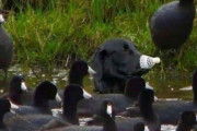 外国人「偶然なのに完璧すぎるカモフラージュを集めてみたｗｗｗｗ」