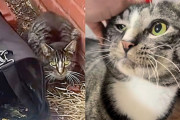 【海外】猫、キャリーの後ろに隠れてたけど、助けに来た人たちを見て運命が好転するって気づいたよ！
