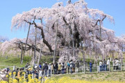 「いつかこの美しい場所に行ってみたい」福島の樹齢1000年の桜が満開
