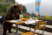 「日本のヒグマは悪名高いんだっけ？」世界各国が語るクマ事情