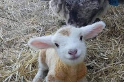 外国人「誰でも笑顔になれる大切にされてる動物を集めてみた」