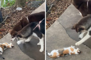 猫「ほれほれ～やれるもんならやってみな」ワンコ「くっそ〜！あとちょっとで届くのに！！」